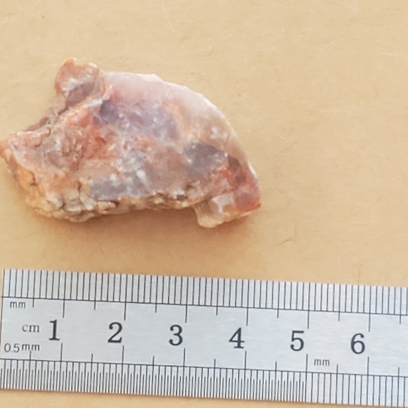 🦣FOSSILS FOR KIDS🦖 - Picture 12 of 14